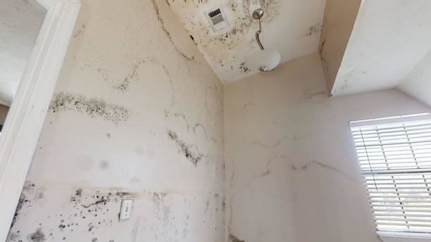 Best Mold Documentation for Insurance Claims  in St Helena, CA