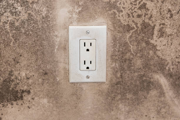 Best Black Mold Removal  in St Helena, CA