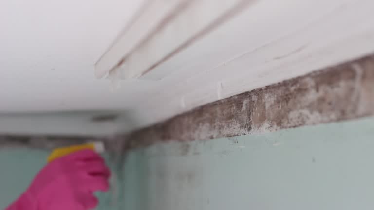 Best Air Quality Testing for Mold Spores  in St Helena, CA